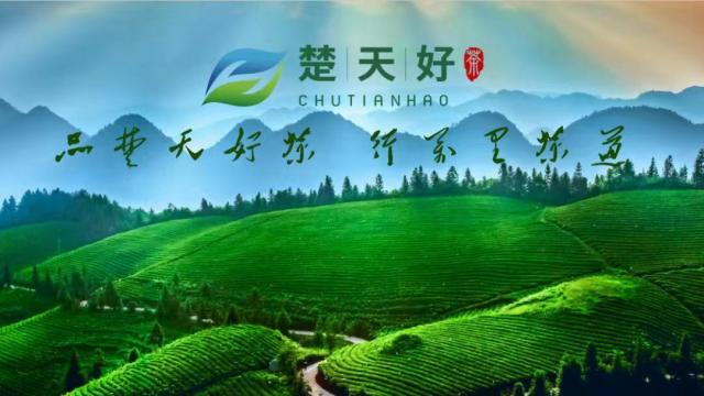 【特別關(guān)注】楚天好茶七大平臺賬號開通 誠邀您的關(guān)注！